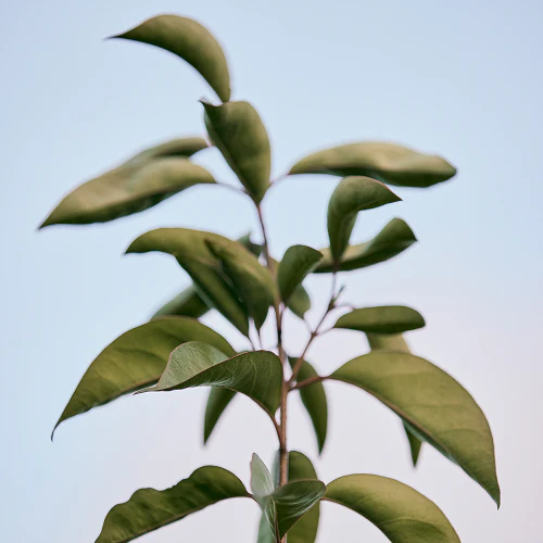 Carbon Offset
